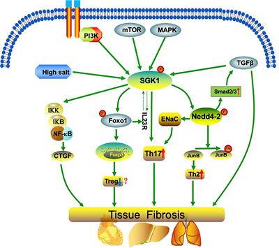 SGK1, a Critical Regulator of Immune Modulation and Fibrosis and a Potential Therapeutic Target in Chronic Graft-Versus-Host Disease